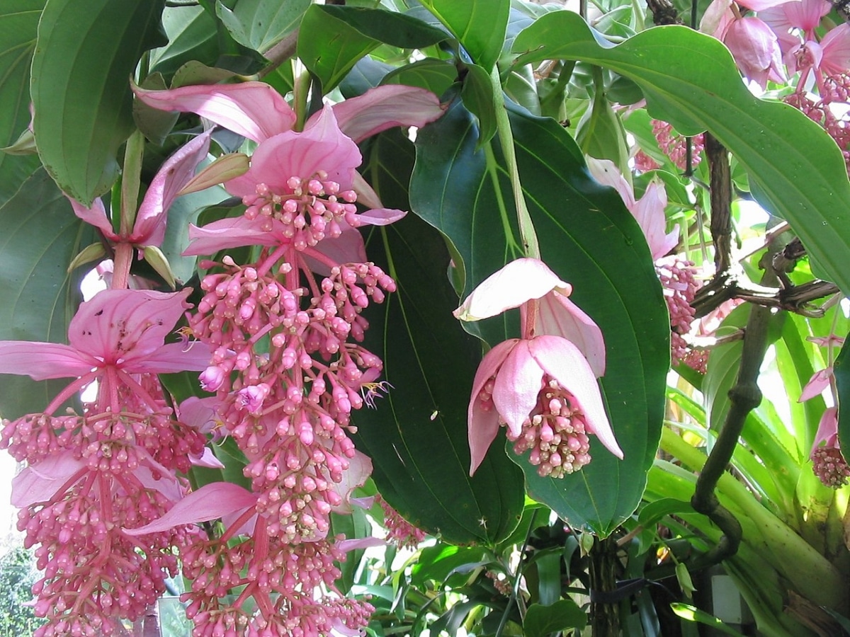 Мединила Магнифика – какво трябва да знаете за това страхотно цвете?